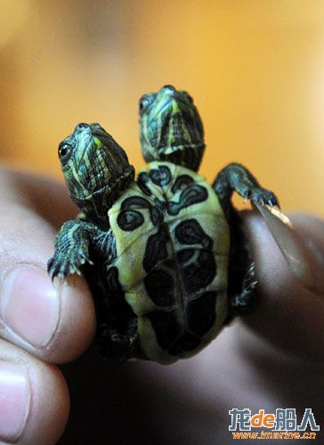 two-headed turtle2.jpg