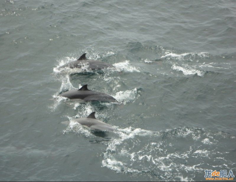 Dolphins-001.jpg