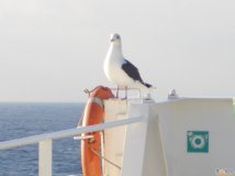 sailing with seagull