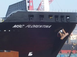 msc florentina ͼƬ